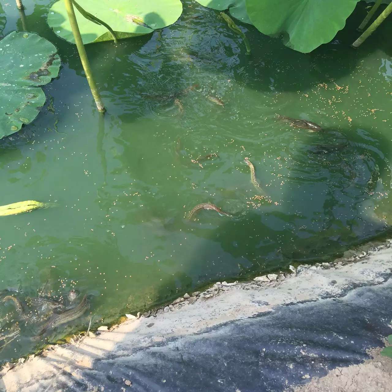 ˮ���B(y��ng)ֳ